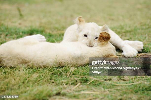 lion cubs killing game,two polar bears play fight,south africa - leão branco - fotografias e filmes do acervo