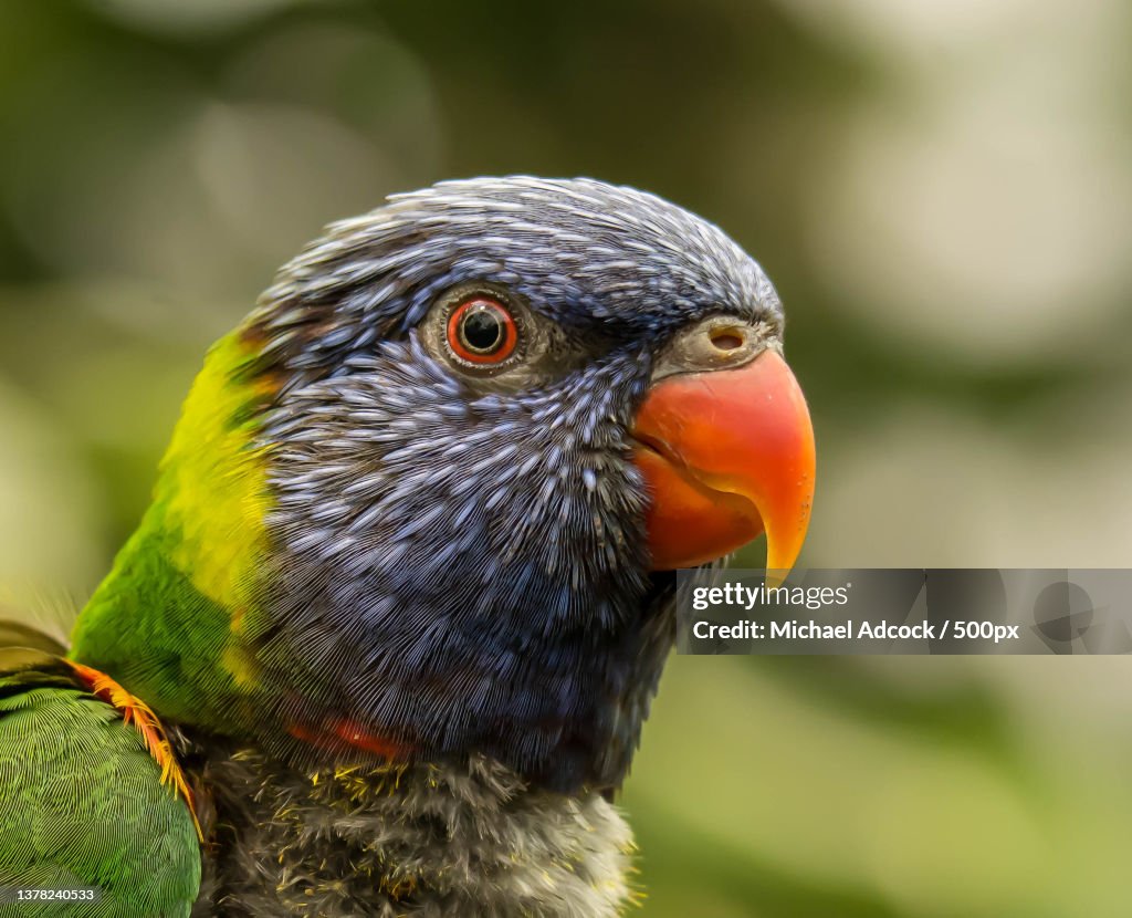 Swainsons Lorikeet,Close-up of rainbow lorikeet