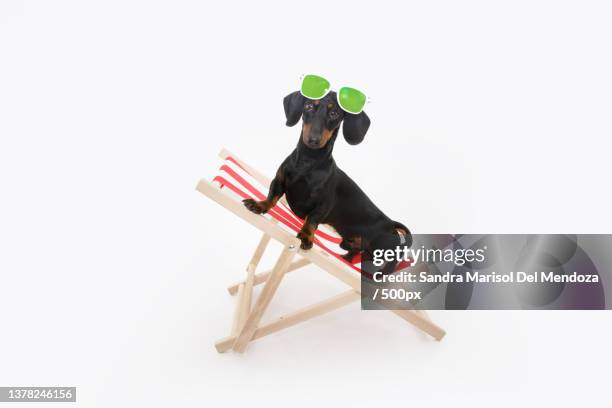 summer puppy dog sitting on beach chair,gerona,girona,spain - dachshund holiday stock pictures, royalty-free photos & images
