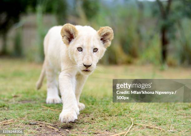lion cubs killing game,portrait of white lion walking on grassy field,south africa - leão branco - fotografias e filmes do acervo