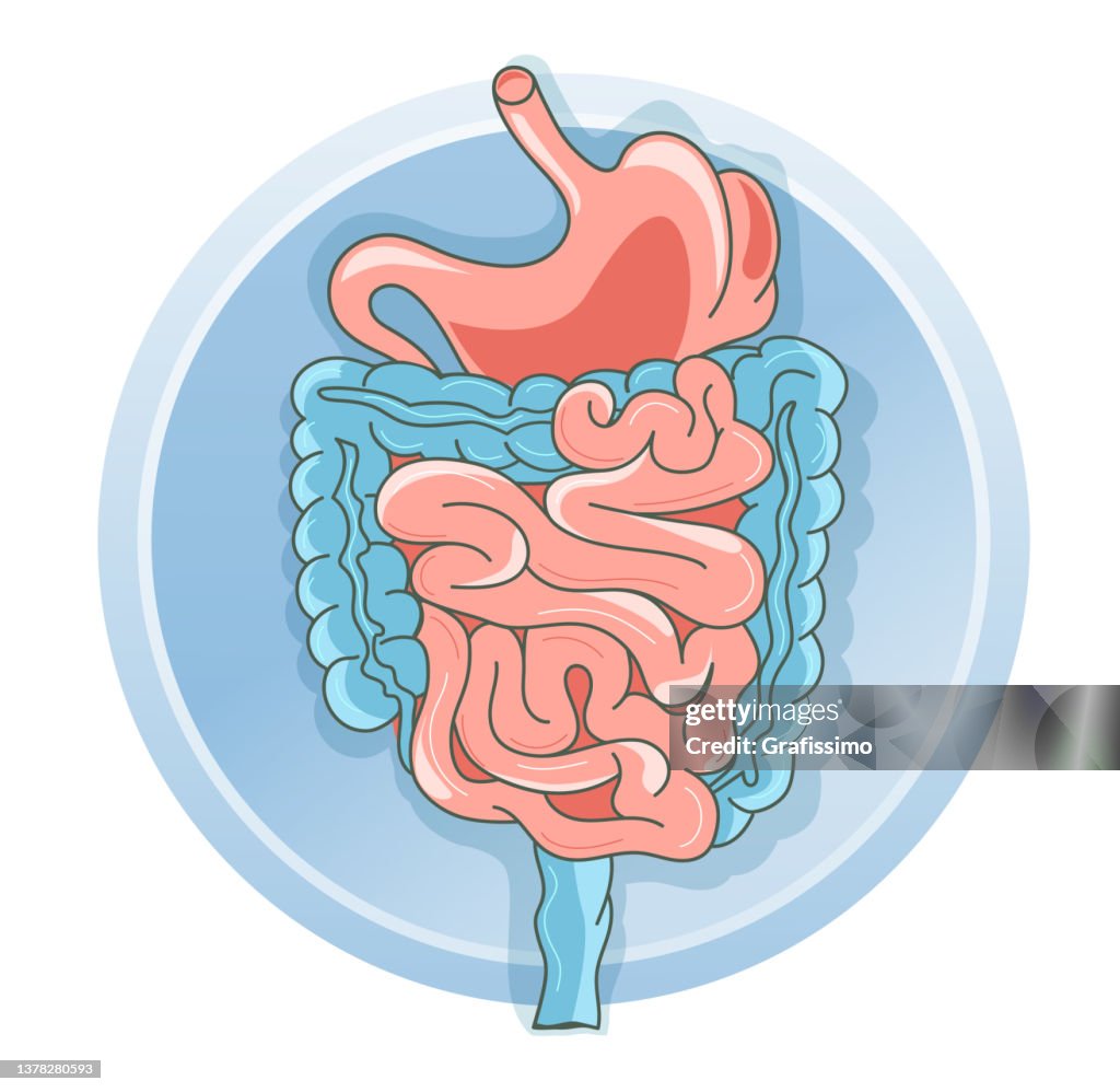 Flache Vektorabbildung menschliches Organ Magen und Darm