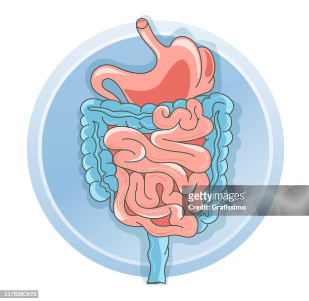 ilustraciones, imágenes clip art, dibujos animados e iconos de stock de ilustración vectorial plana órgano humano estómago e intestino - sistema digestivo