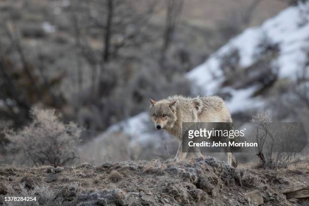 gray (or grey) wolf with golden eyes on the lookout in yellowstone national park - yellowstone national park wolf stock pictures, royalty-free photos & images