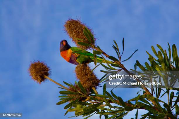 rainbow lorikeet,low angle view of birds perching on tree against sky,hyams beach,new south wales,australia - lori stock-fotos und bilder