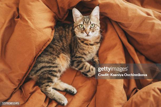 tabby cat lying on bed - cats on the bed stock pictures, royalty-free photos & images