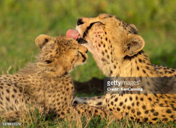 una madre ghepardo pulisce il suo cucciolo - grooming foto e immagini stock