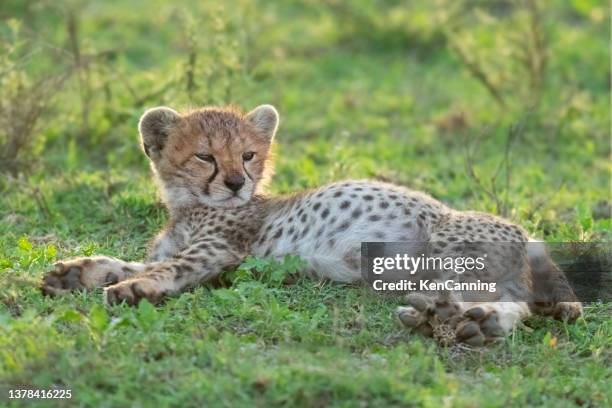 cheetah cub relaxing on the savannah - tarangire national park 個照片及圖片檔