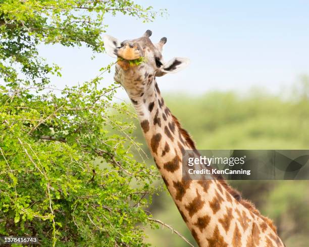 girafffe grazing on acacia close-up - white giraffe bildbanksfoton och bilder