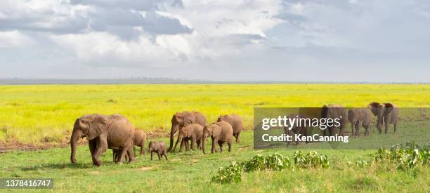 herd of african elephants with calves - tarangire national park 個照片及圖片檔