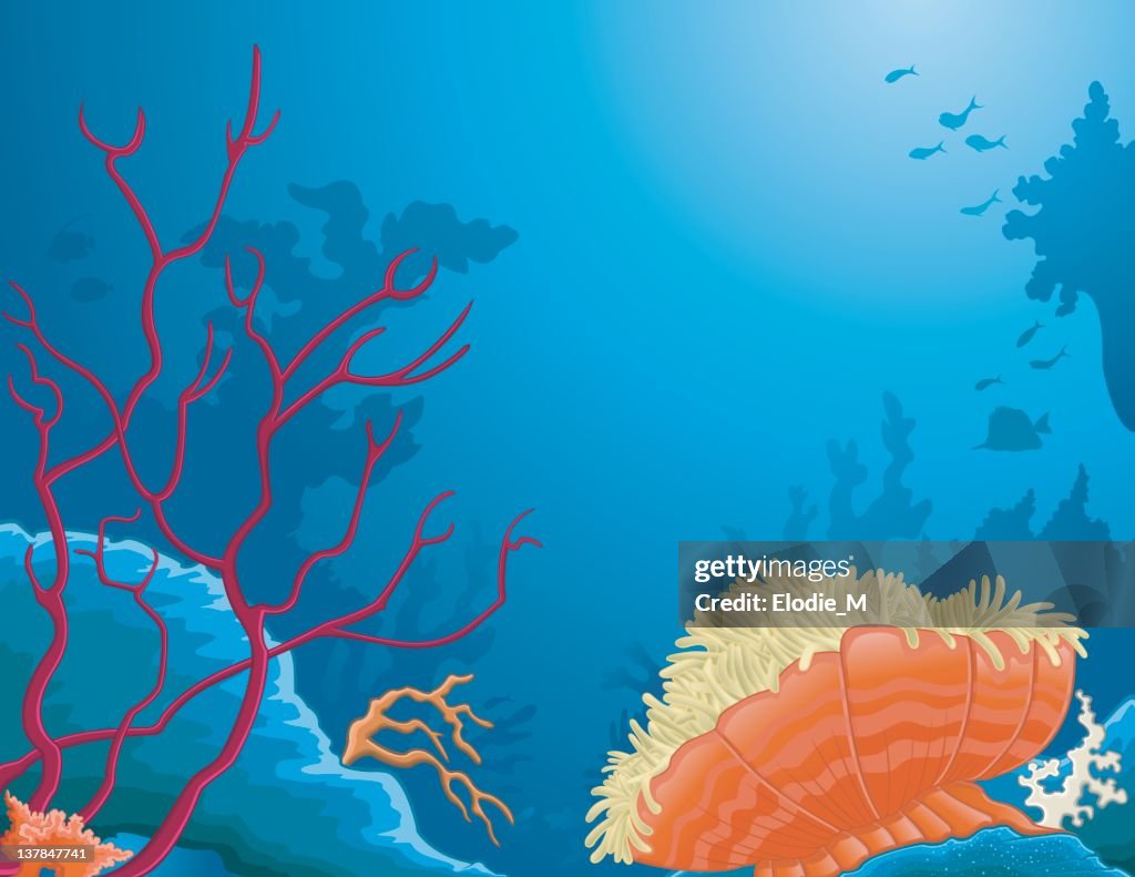 Sea corals