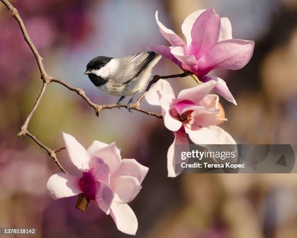 carolina chickadee bird perched on saucer magnolia with pink blossoms - märz stock-fotos und bilder