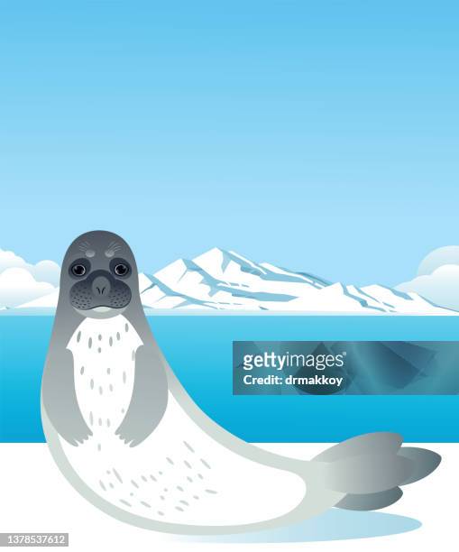 seeleopard - leopard seal stock-grafiken, -clipart, -cartoons und -symbole