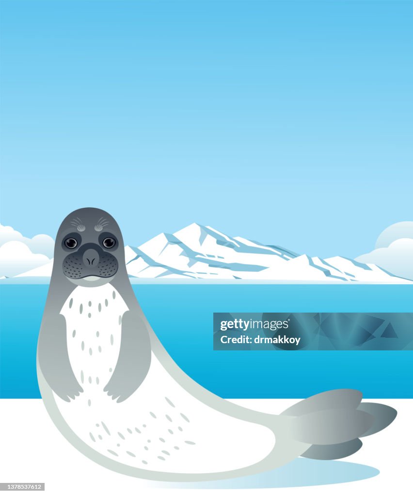 Leopard seal