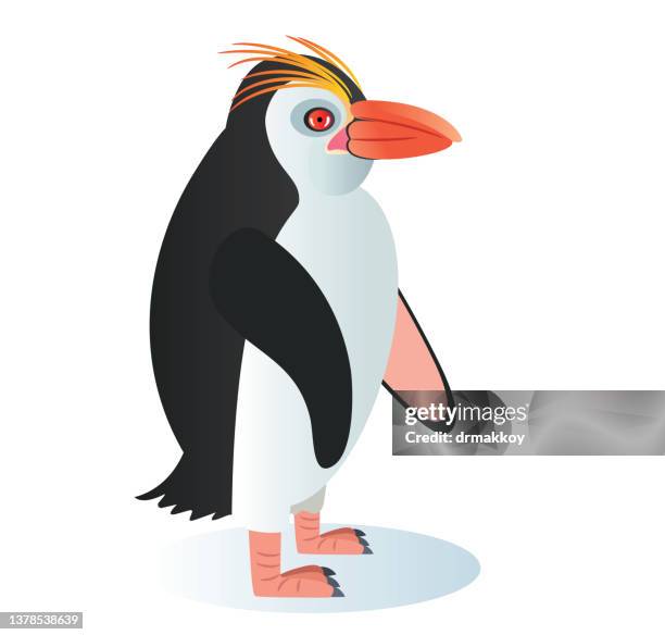 royal penguin (eudyptes schlegeli) - eudyptes schlegeli stock illustrations