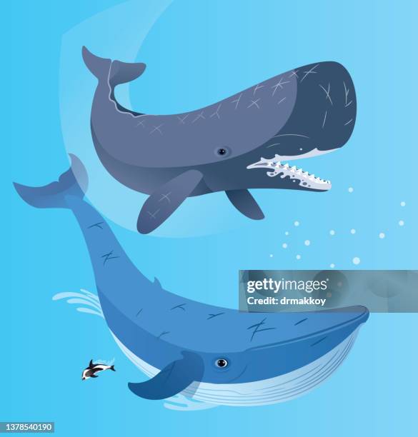 sperm whale and blue whale - blue whale stock illustrations