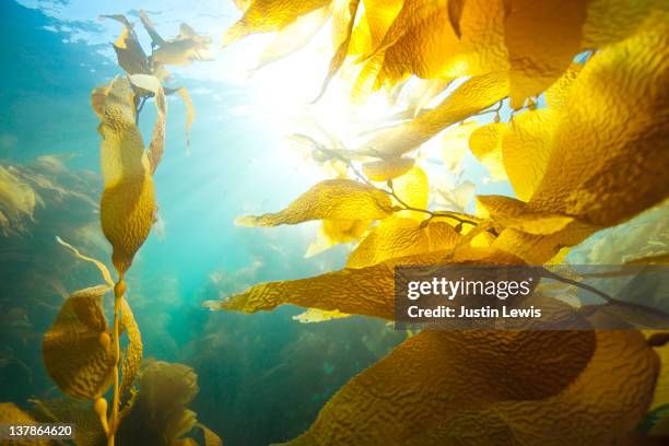 sun shining through underwater kelp forest - kelp 個照片及圖片檔