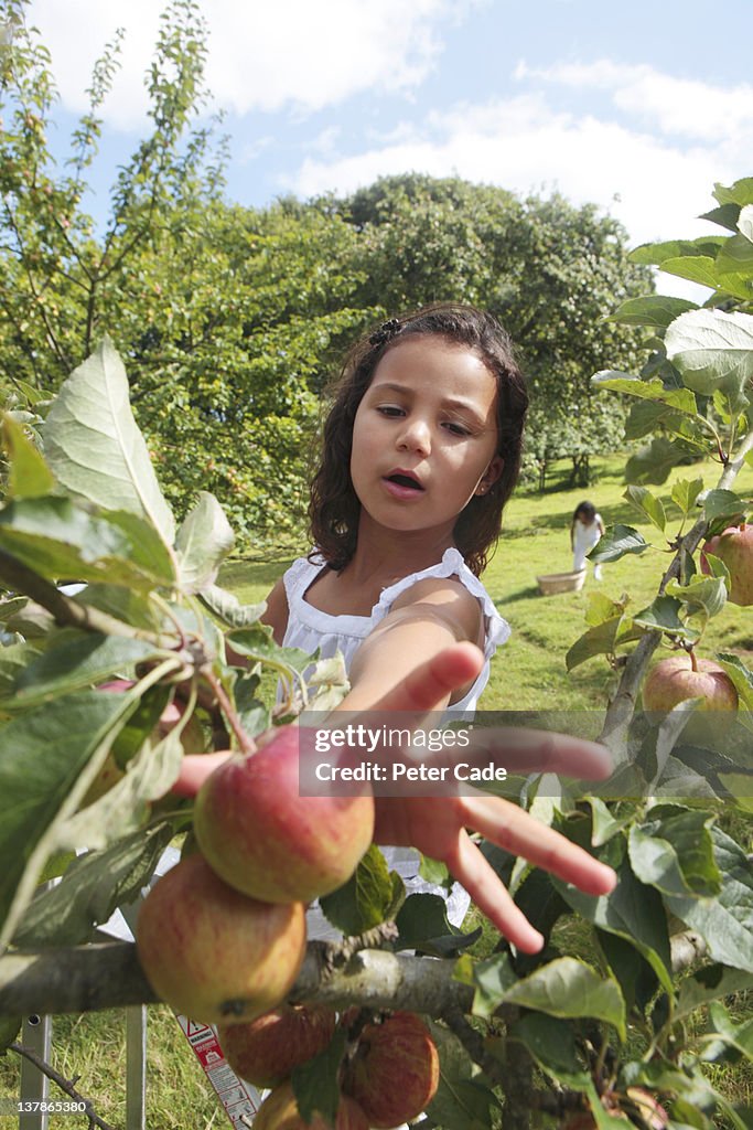 Young girls picking apples