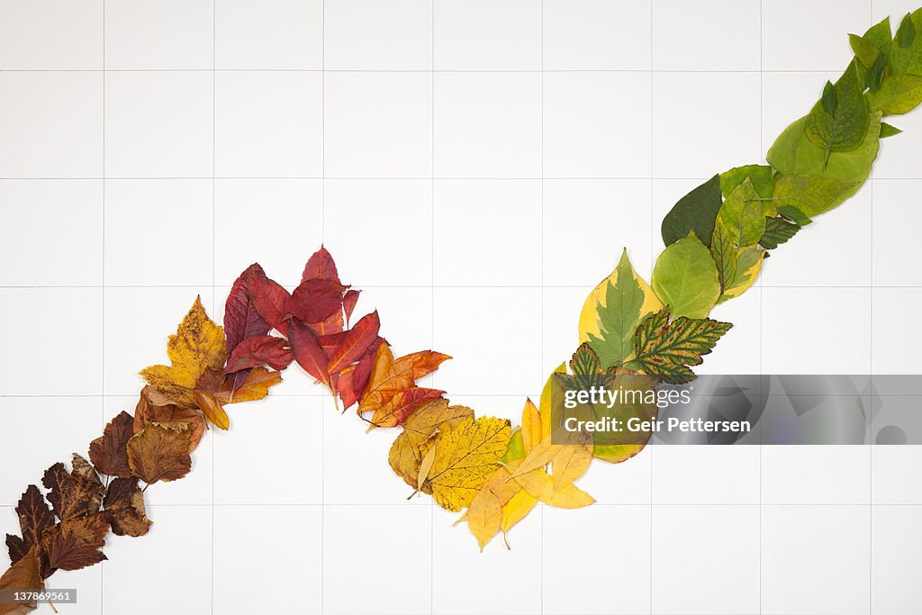 Line graph formed of 4 seasons leaves