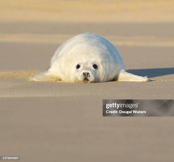 single seal pup on beach. - seehundjunges stock-fotos und bilder