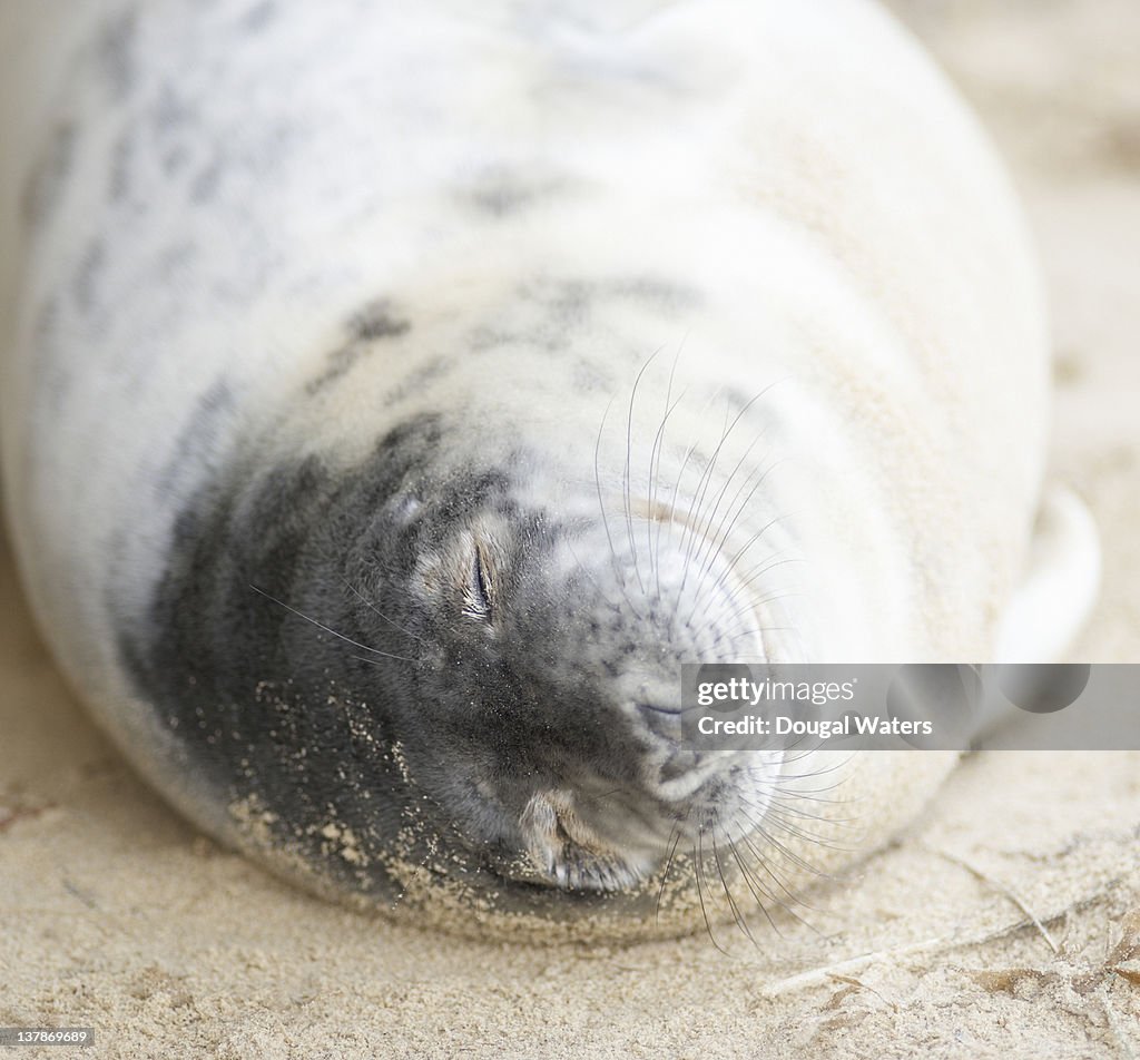 Seal pup asleep close up.