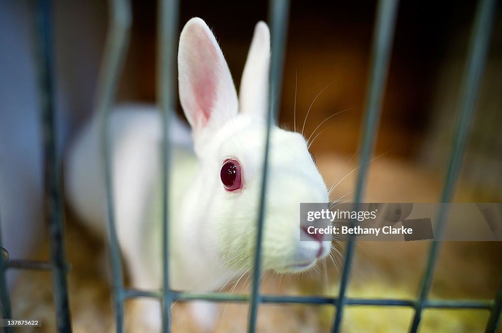 Animal Enthusiasts Enjoy The UK's Rabbit Grand National