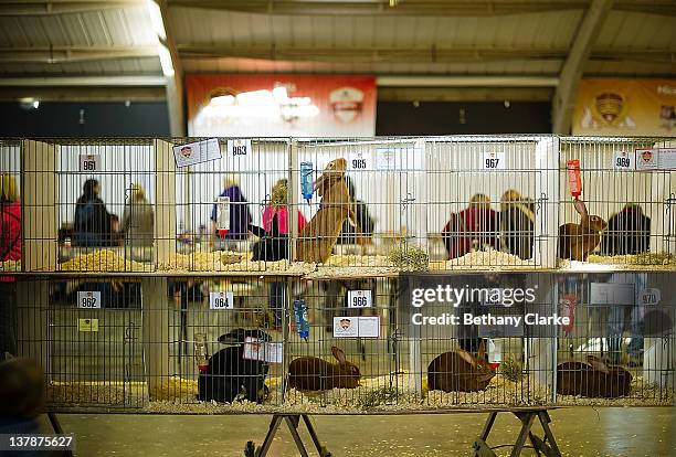 36 Rabbit Grand National Stock Photos, High-Res Pictures, and Images ...