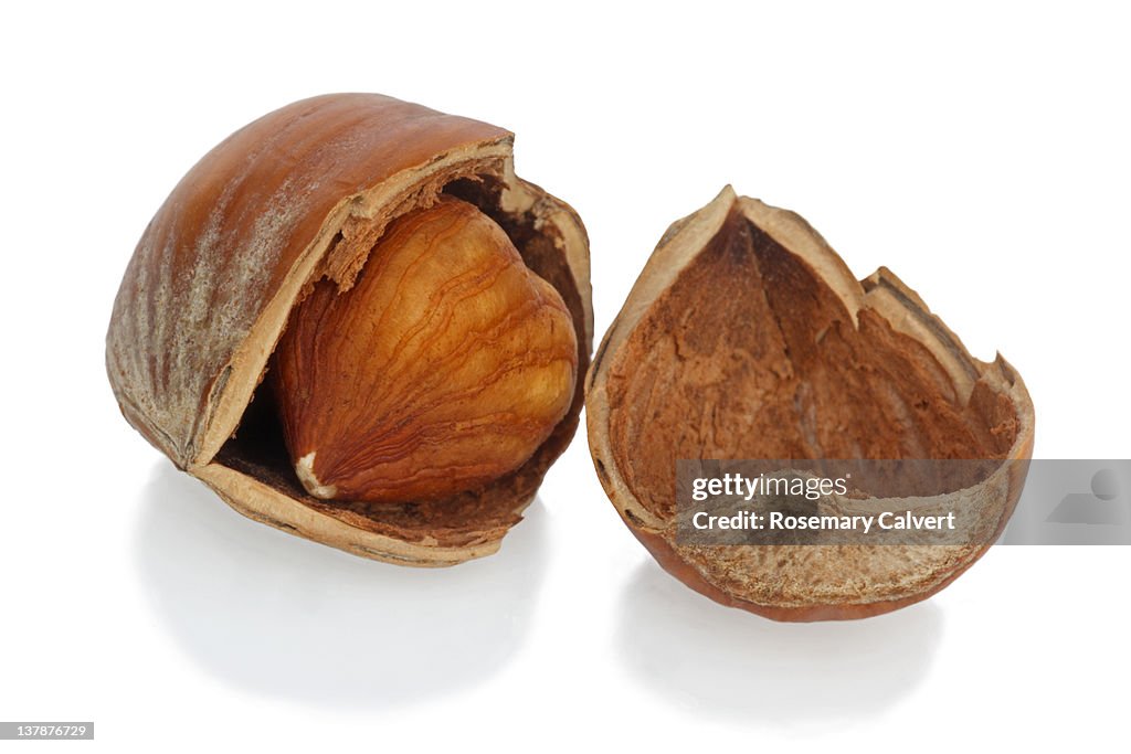 One ripe hazelnut opened to reveal the kernal