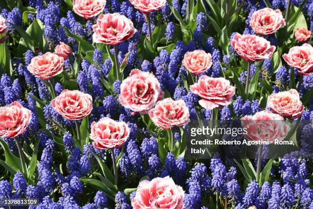 double fringed tulip brest and muscari in keukenhof garden - tulipa fringed beauty stock pictures, royalty-free photos & images