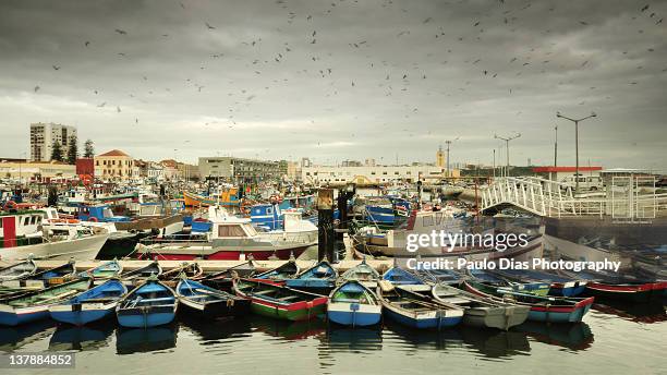 bird attack! - setúbal district stock pictures, royalty-free photos & images