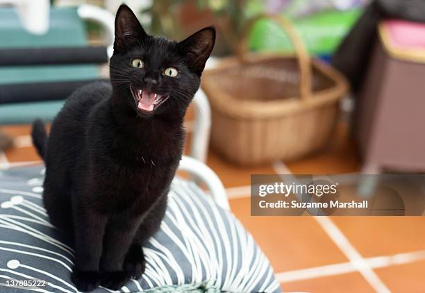 black cat meowing - feline stockfoto's en -beelden