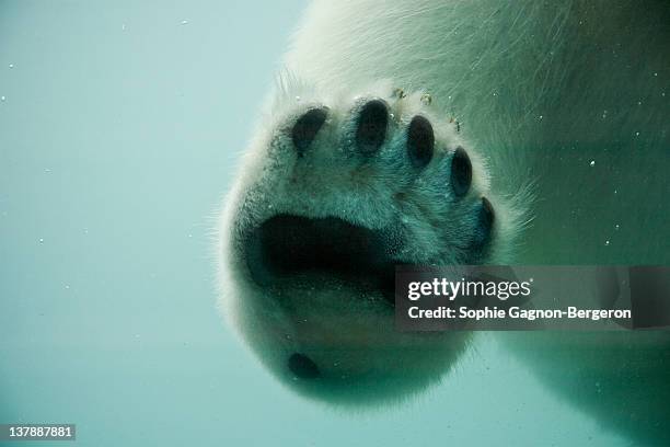 close up of bear foot - polar bear stock pictures, royalty-free photos & images