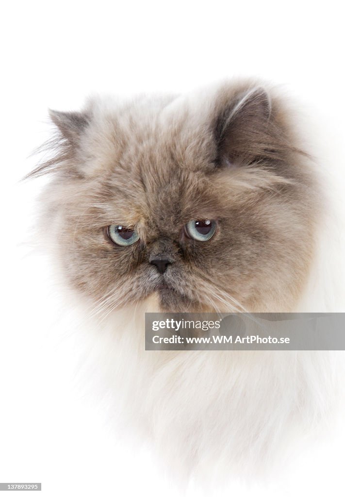 Cat with long hair