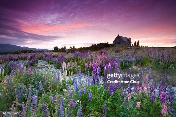 summer lupins at sunrise at lake tekapo, nz - lake tekapo new zealand stock pictures, royalty-free photos & images