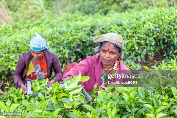 cueilleurs de thé - sri lanka and tea plantation photos et images de collection