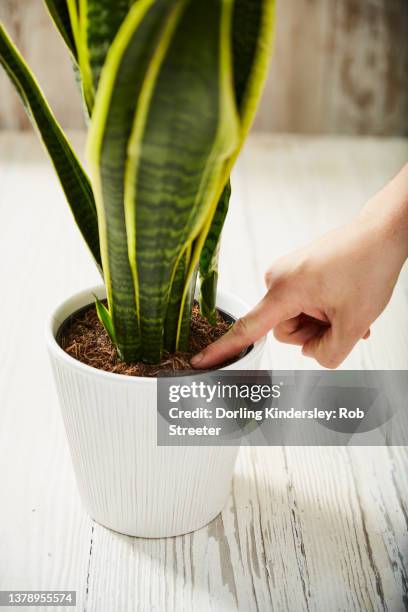 testing for moisture in snake plant - sansevieria stock pictures, royalty-free photos & images