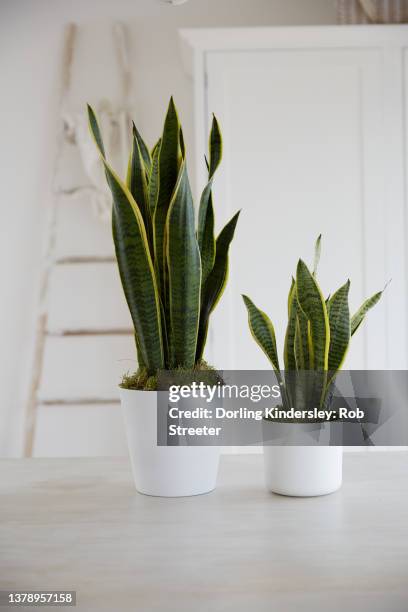 little and large sansevieria - sansevieria stock pictures, royalty-free photos & images