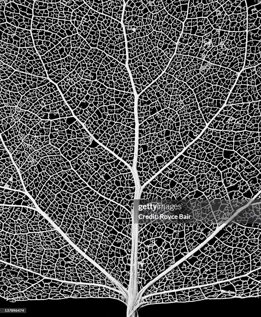 Leaf skeleton