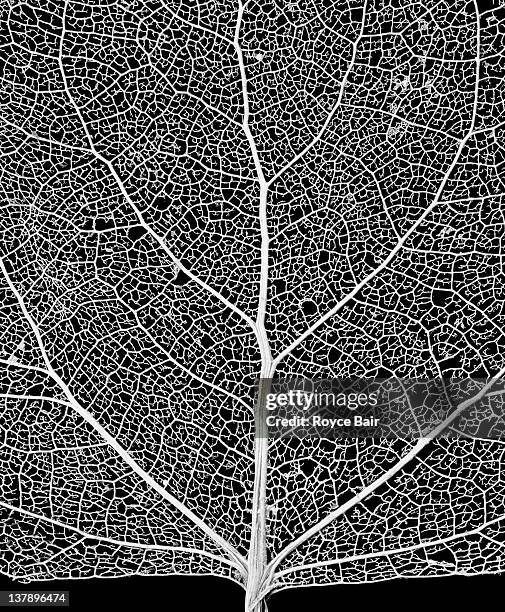 leaf skeleton - vein stock pictures, royalty-free photos & images