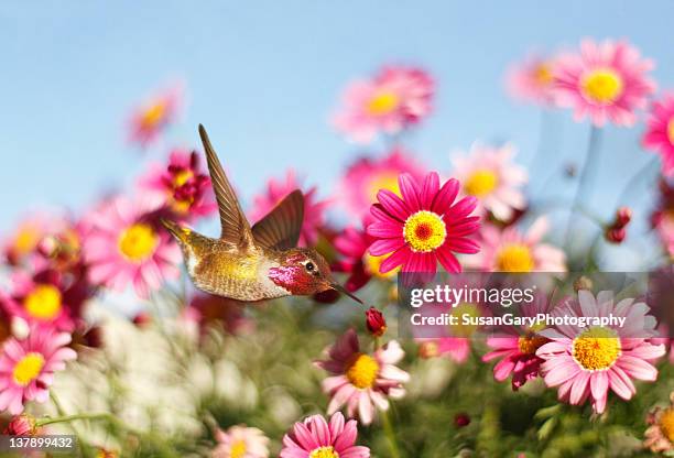 allen's hummingbird in pink daisies - hummingbirds stockfoto's en -beelden