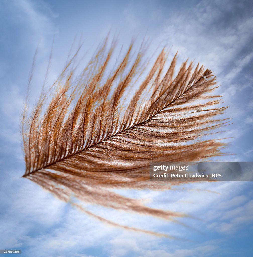 Feather down floating