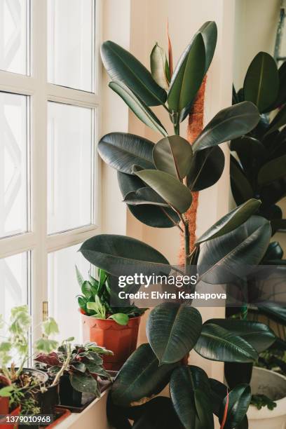 tall and green ficus in a pot by the window. green jungle in the apartment. - fruit pot stock pictures, royalty-free photos & images