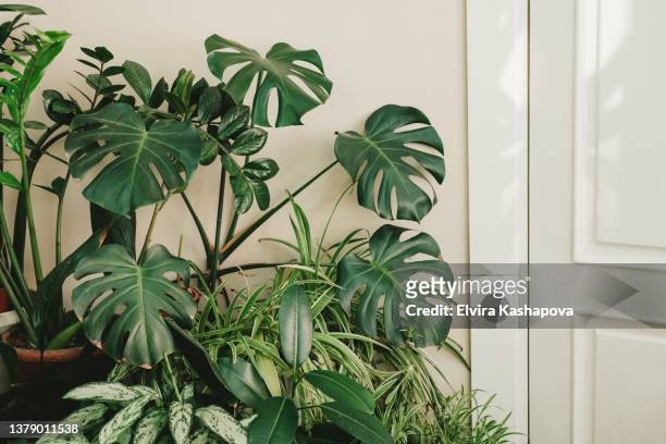 green jungle in the apartment. tall plants with large leaves. - monstera foto e immagini stock