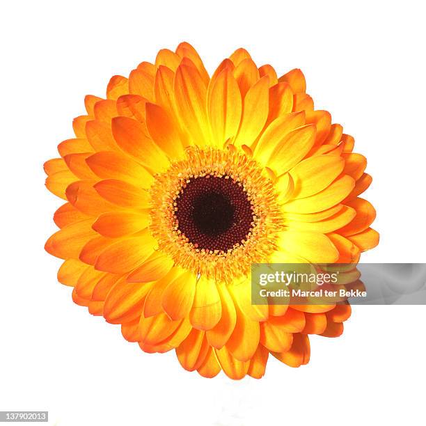 close up of orange gerbera - gerbera fotografías e imágenes de stock