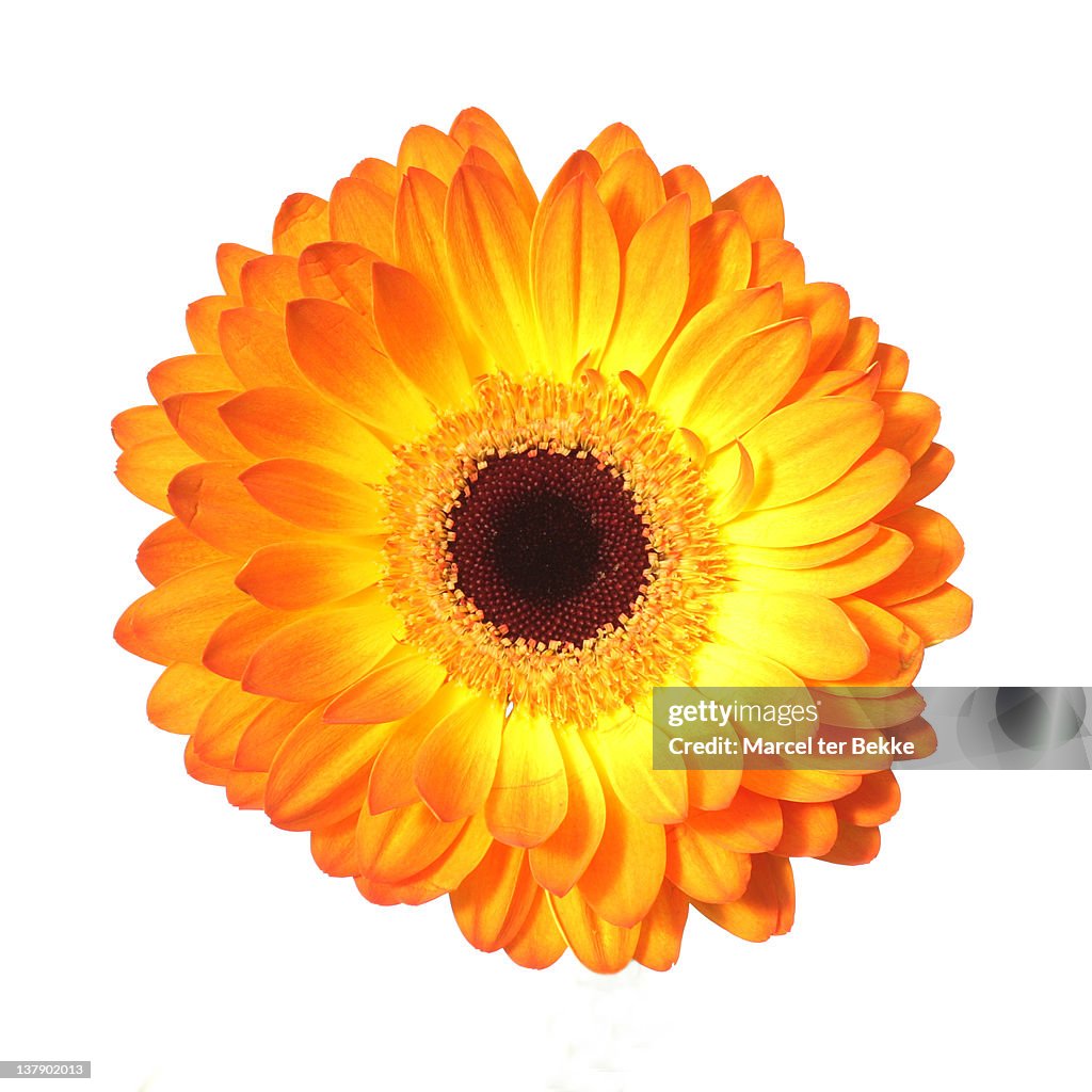 Close up of Orange gerbera