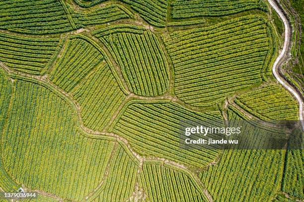 a bird's-eye view of a rape field blooming in the spring season from a high altitude - brassica rapa stock pictures, royalty-free photos & images