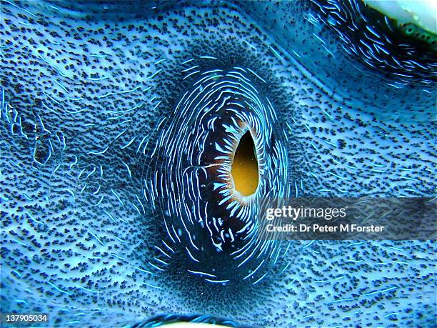 Heart of Giant Clam