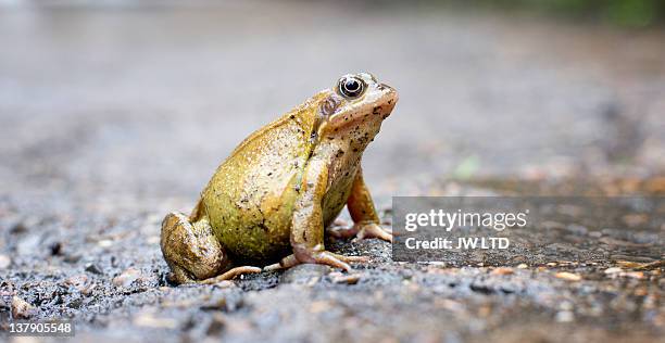 frog, close up - frog bildbanksfoton och bilder