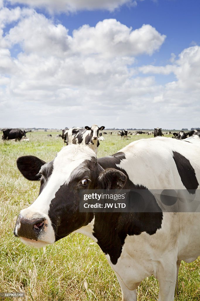 Cow standing in field, portrait