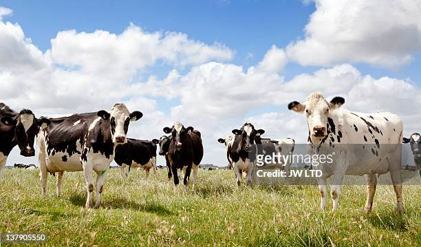 cows standing in field, portrait - fundo azul fotografías e imágenes de stock