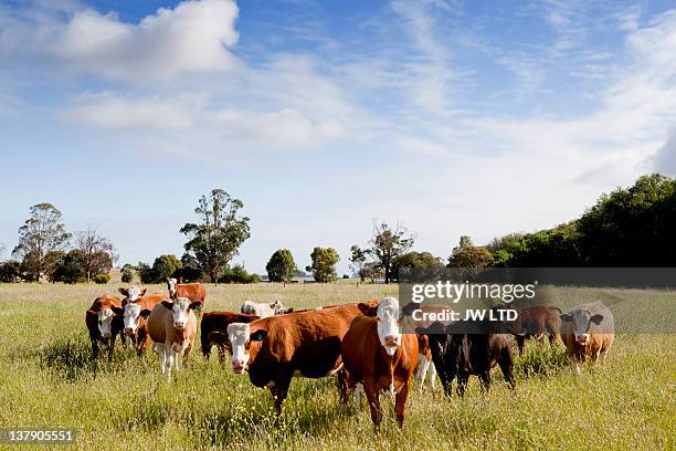 cows standing in field, portrait - dairy cows australia stock pictures, royalty-free photos & images